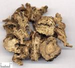 rhizoma ligustici wallachii extract